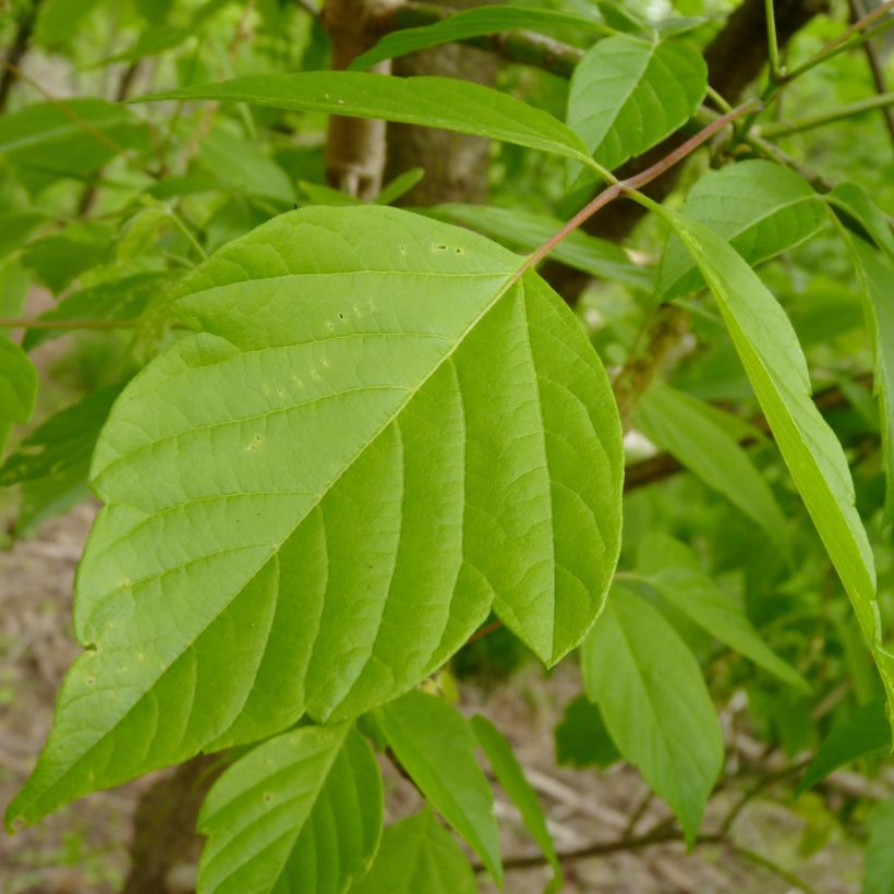Acer negundo - Eschen-Ahorn (Foliage)