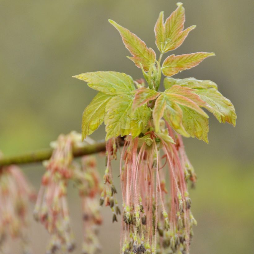 Acer negundo - Eschen-Ahorn (Flowering)