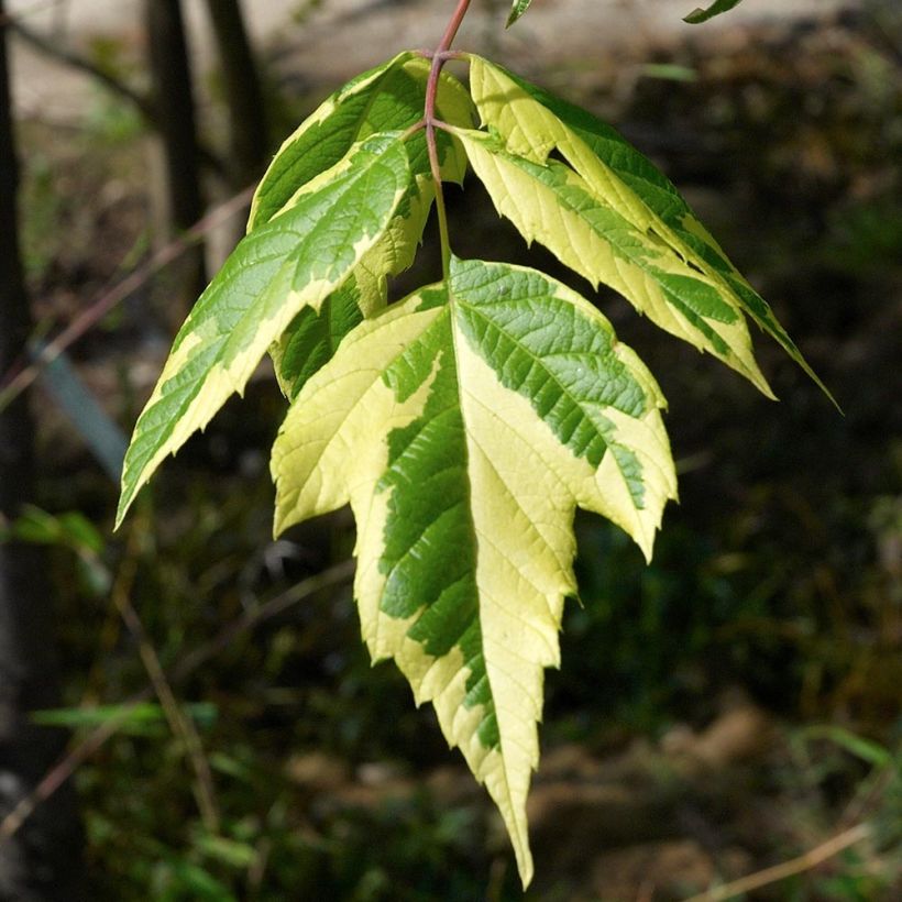 Eschen-Ahorn Aureovariegatum - Acer negundo (Laub)