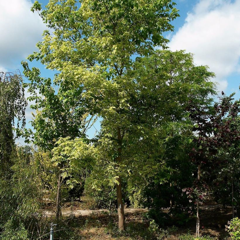 Eschen-Ahorn Aureovariegatum - Acer negundo (Wuchs)