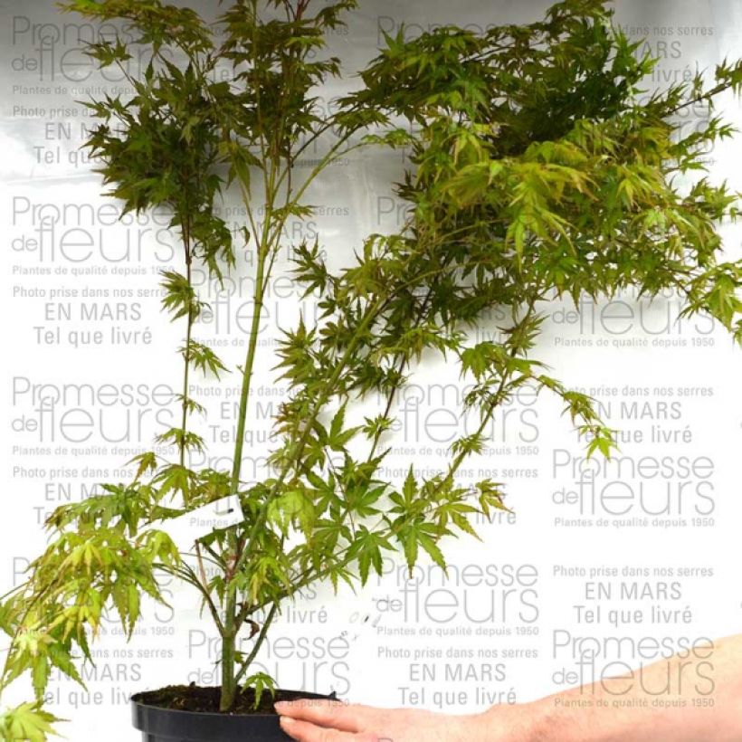 Beispiel eines Exemplars von Érable du Japon - Acer palmatum Pot de 3L/4L wie geliefert