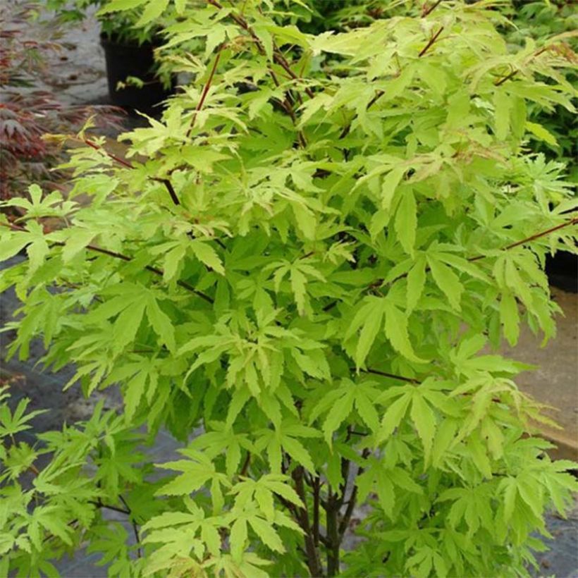 Fächerahorn Anne Irene - Acer palmatum (Wuchs)