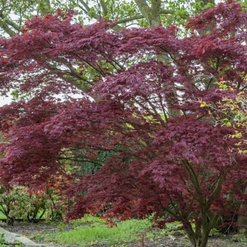 Fächerahorn Atropurpureum - Acer palmatum (Wuchs)