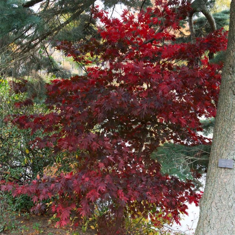 Fächerahorn Bloodgood - Acer palmatum (Plant habit)