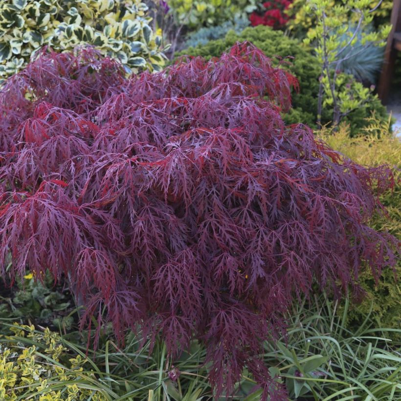 Fächerahorn Crimson Queen - Acer palmatum (Foliage)