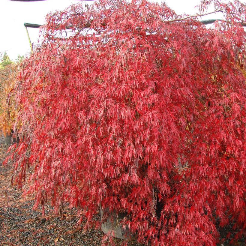 Fächerahorn Crimson Queen - Acer palmatum (Plant habit)