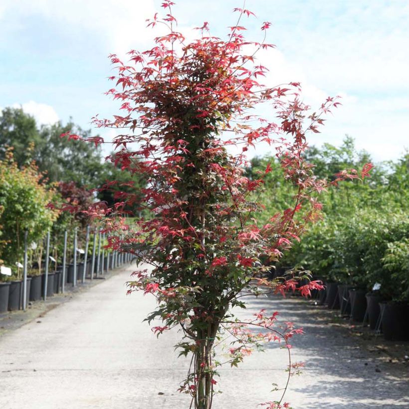 Fächerahorn Deshojo - Acer palmatum (Wuchs)