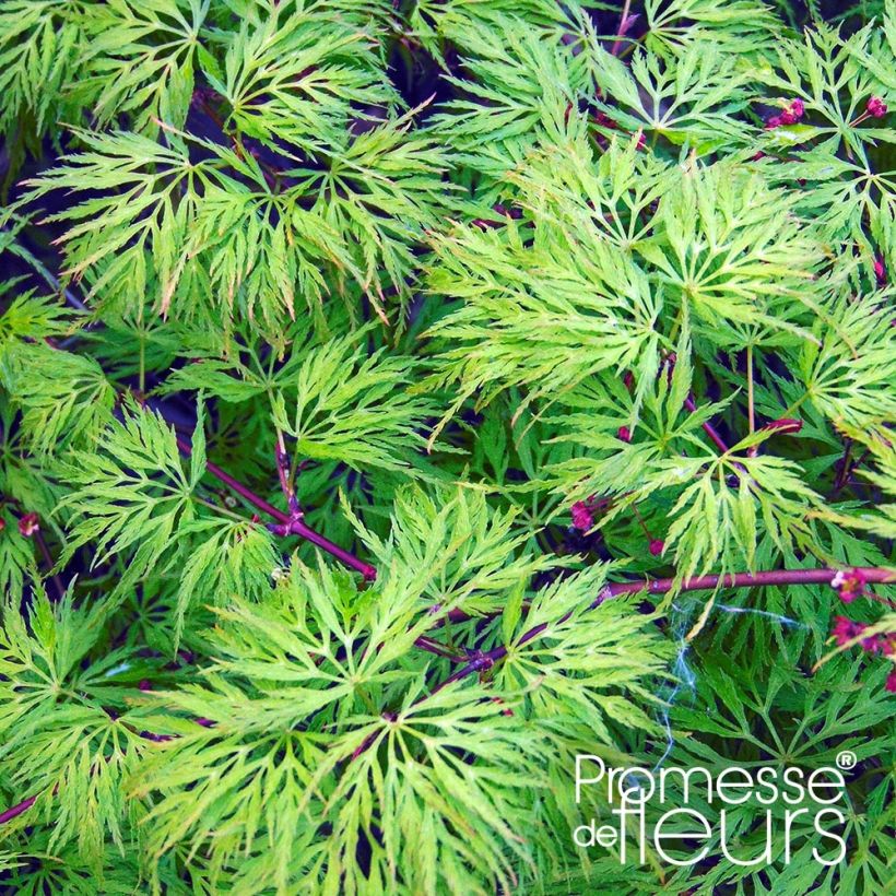 Fächerahorn Emerald Lace - Acer palmatum (Foliage)
