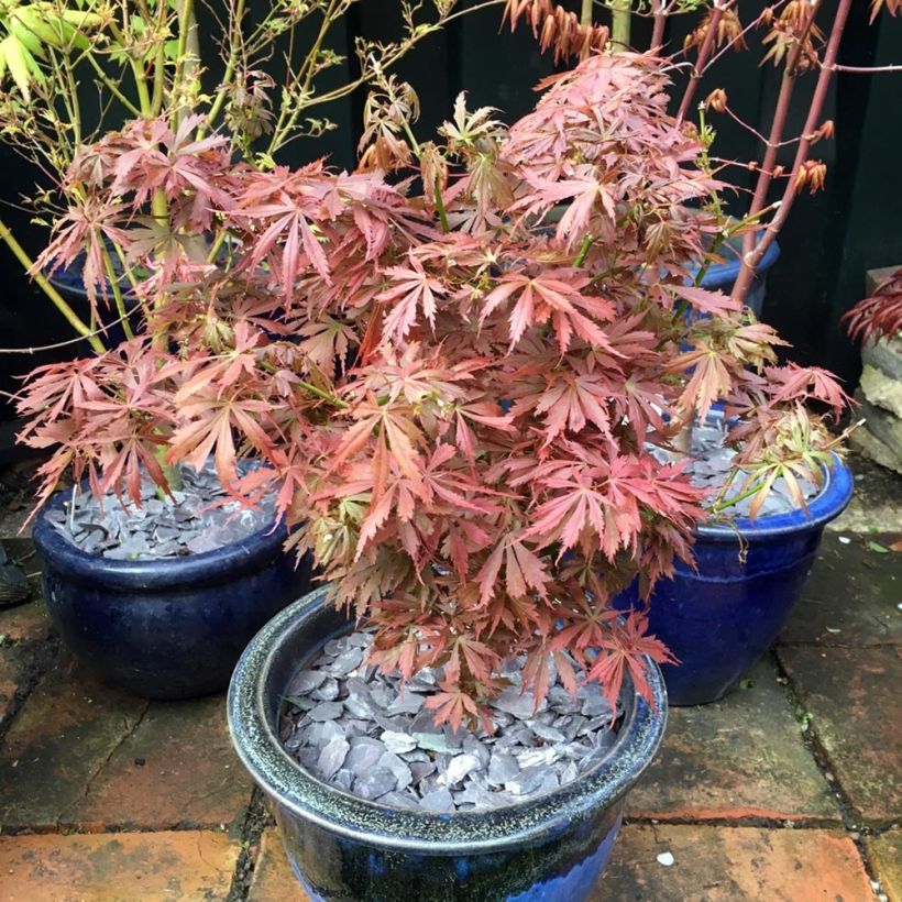 Fächerahorn Jerre Schwartz - Acer palmatum (Wuchs)