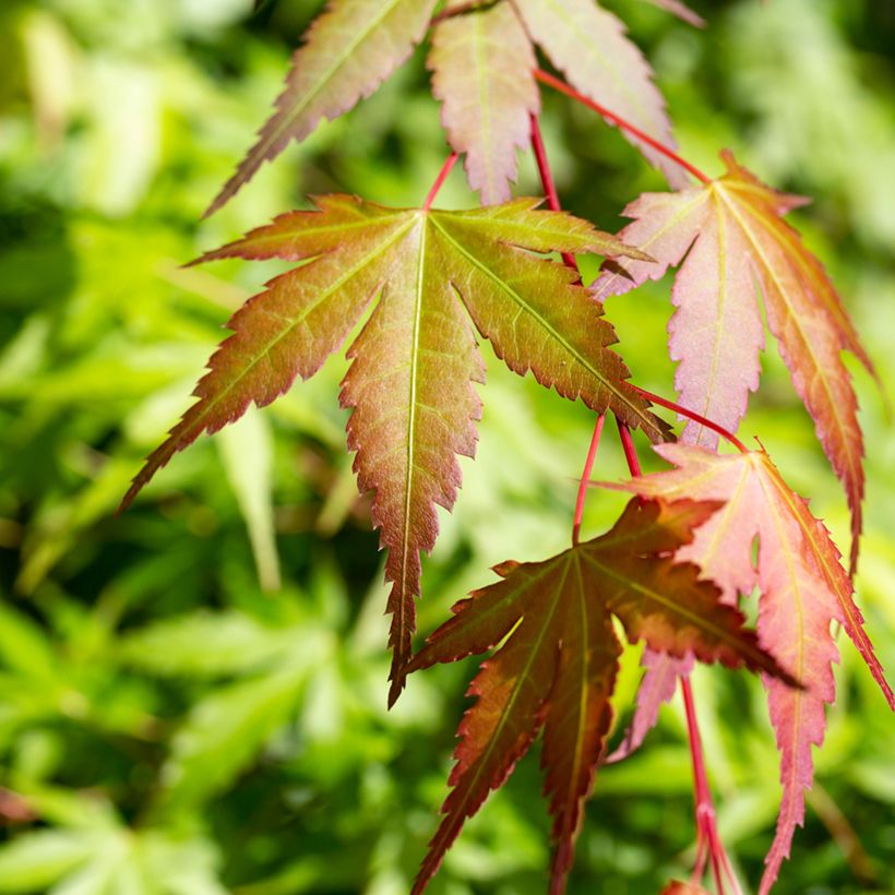 Fächerahorn Orange Dream - Acer palmatum (Foliage)