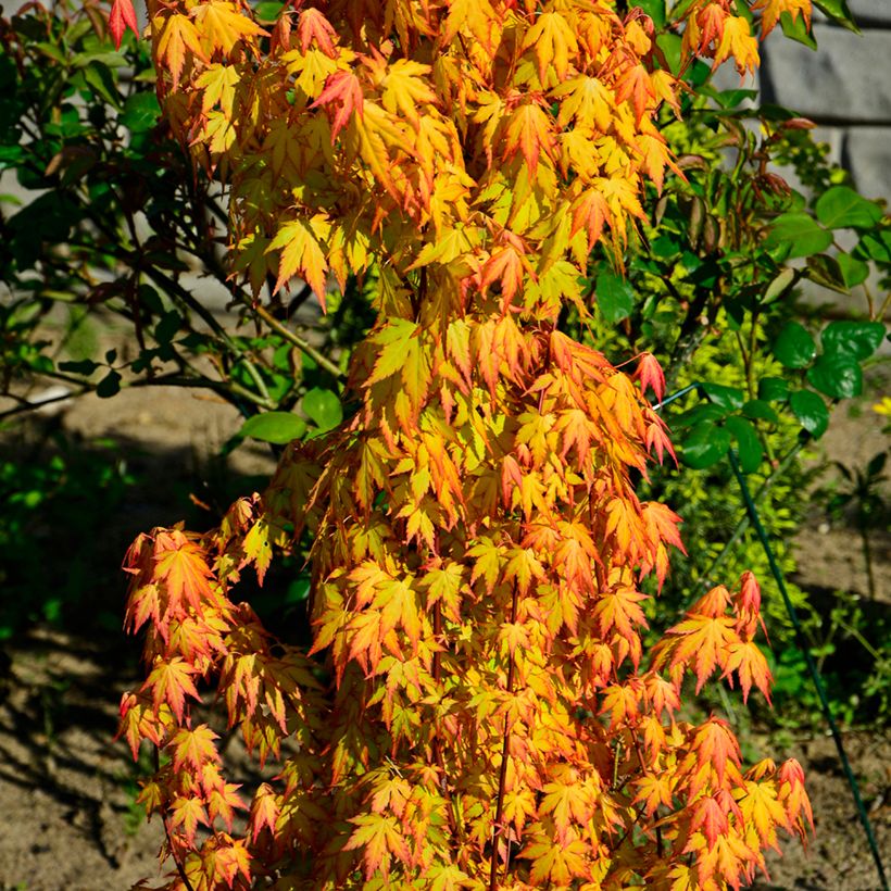 Fächerahorn Orange Dream - Acer palmatum (Plant habit)
