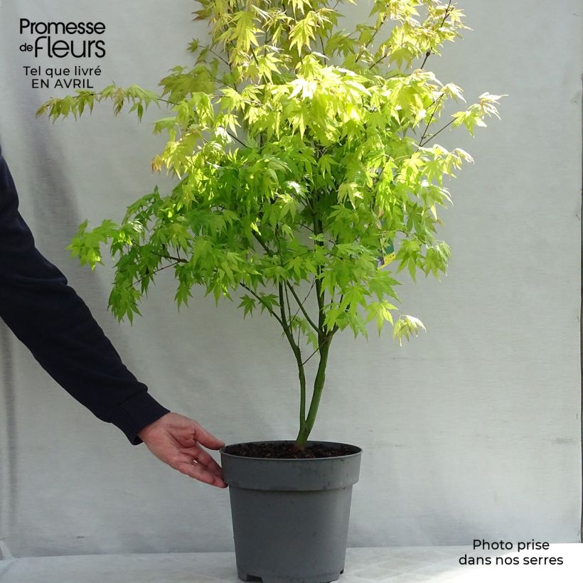Example of Fächerahorn Orange Dream - Acer palmatum Topf mit 7,5L/10L as you get in printemps