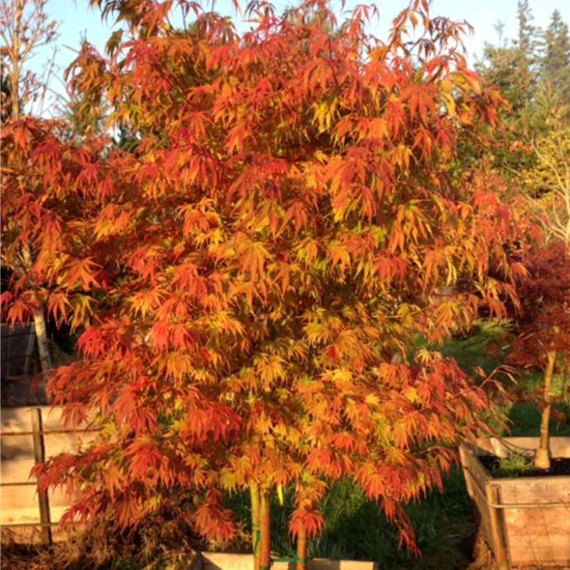 Fächerahorn Orange Flame - Acer palmatum (Wuchs)