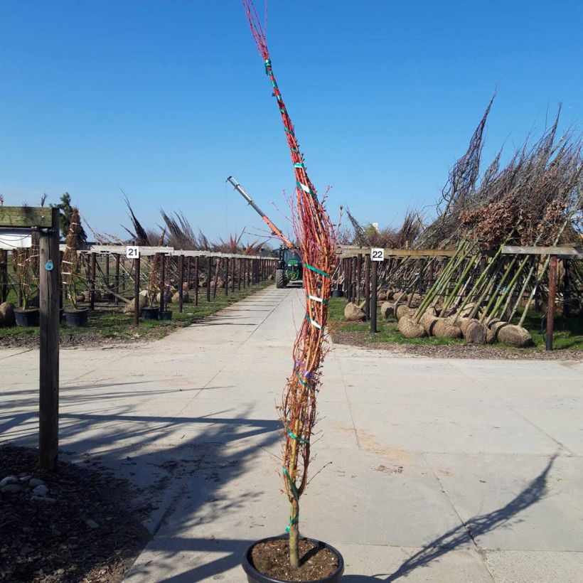 Exemplar von Fächerahorn Sangokaku - Acer palmatum Topf mit 50L/55L, Mehrstämmiger Baum wie im Frühjahr geliefert