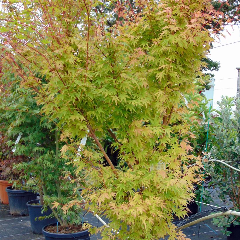 Fächerahorn Sangokaku - Acer palmatum (Wuchs)