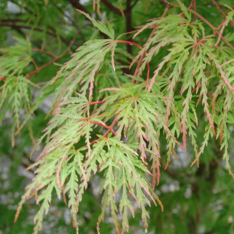 Fächerahorn Seiryu - Acer palmatum (Foliage)