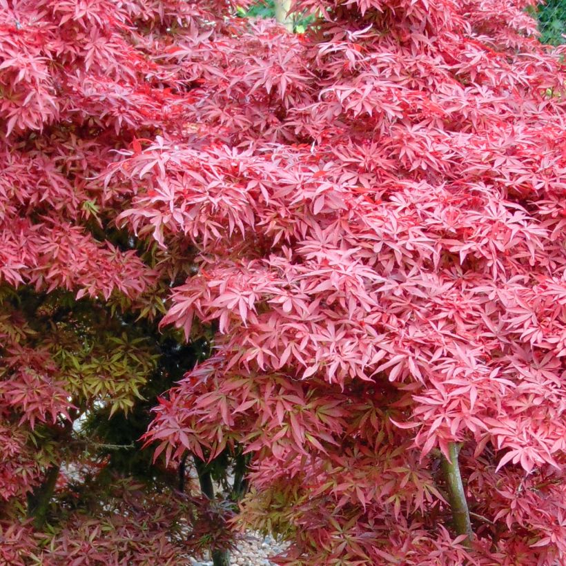 Fächerahorn Shaina - Acer palmatum (Foliage)