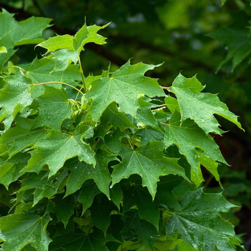 Spitz-Ahorn - Acer platanoides (Foliage)
