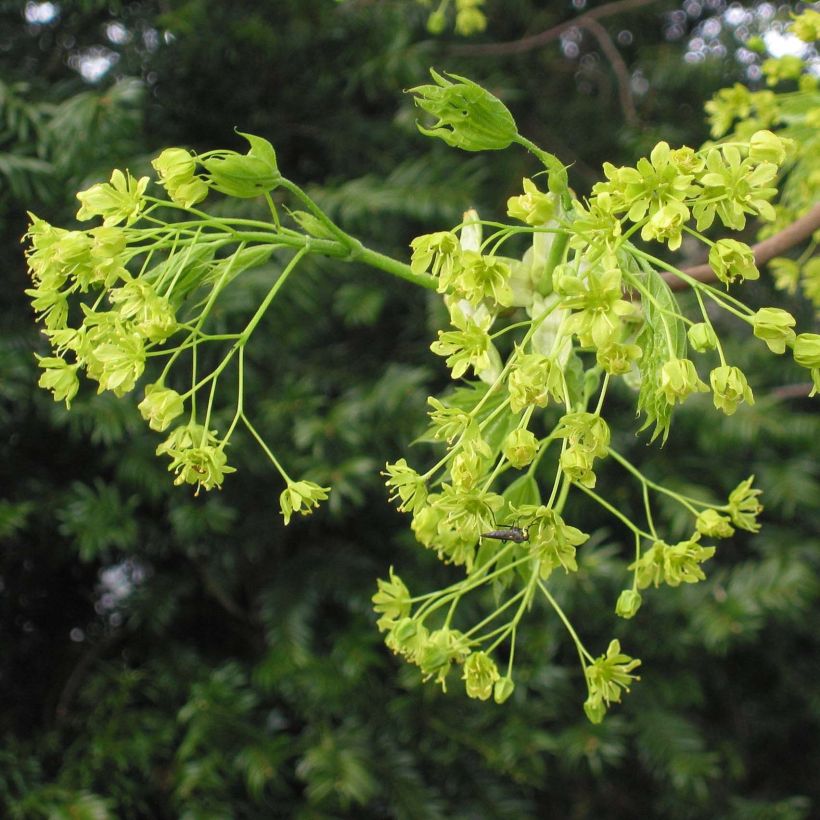 Spitz-Ahorn - Acer platanoides (Flowering)