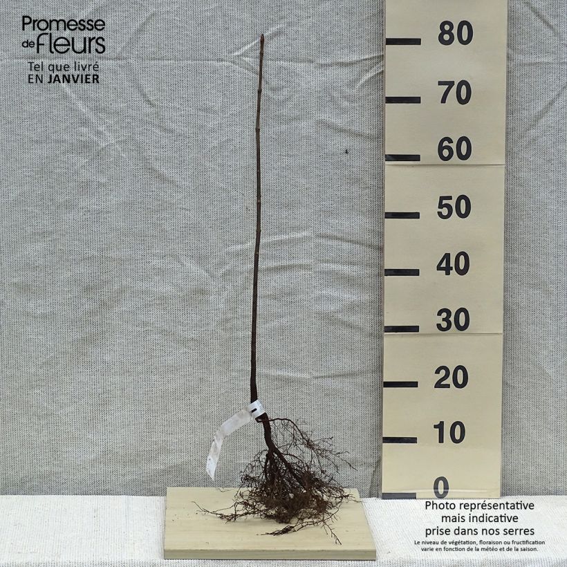 Example of Spitz-Ahorn - Acer platanoides Wurzelnackt as you get in hiver