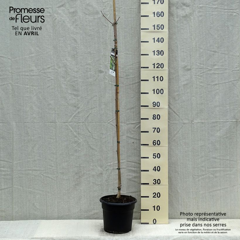 Example of Spitz-Ahorn - Acer platanoides Topf mit 7,5L/10L as you get in printemps