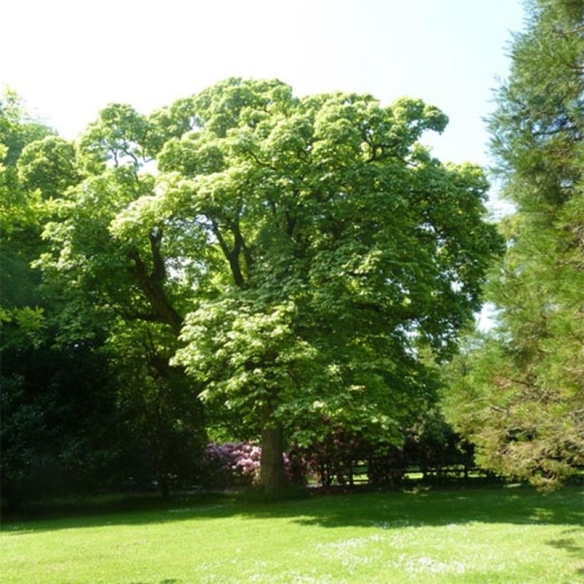 Berg-Ahorn Leopoldii - Acer pseudoplatanus (Wuchs)