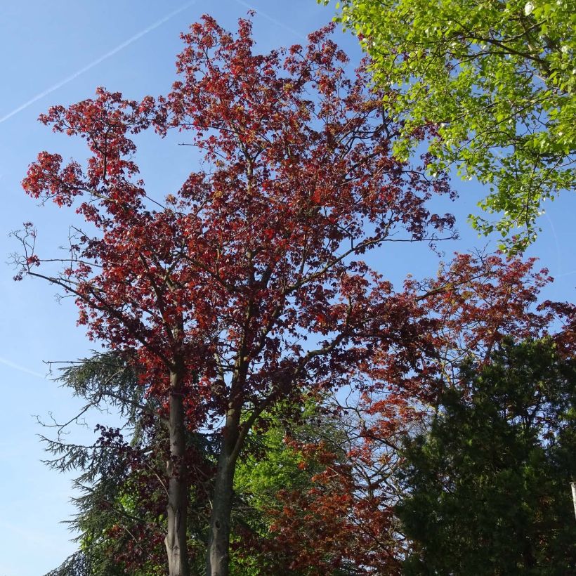 Spitz-Ahorn Royal Red - Acer platanoides (Wuchs)