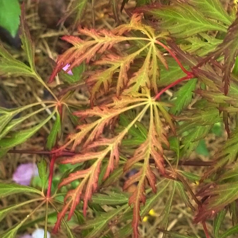 Ahorn Ice Dragon - Acer pseudosieboldianum (Foliage)