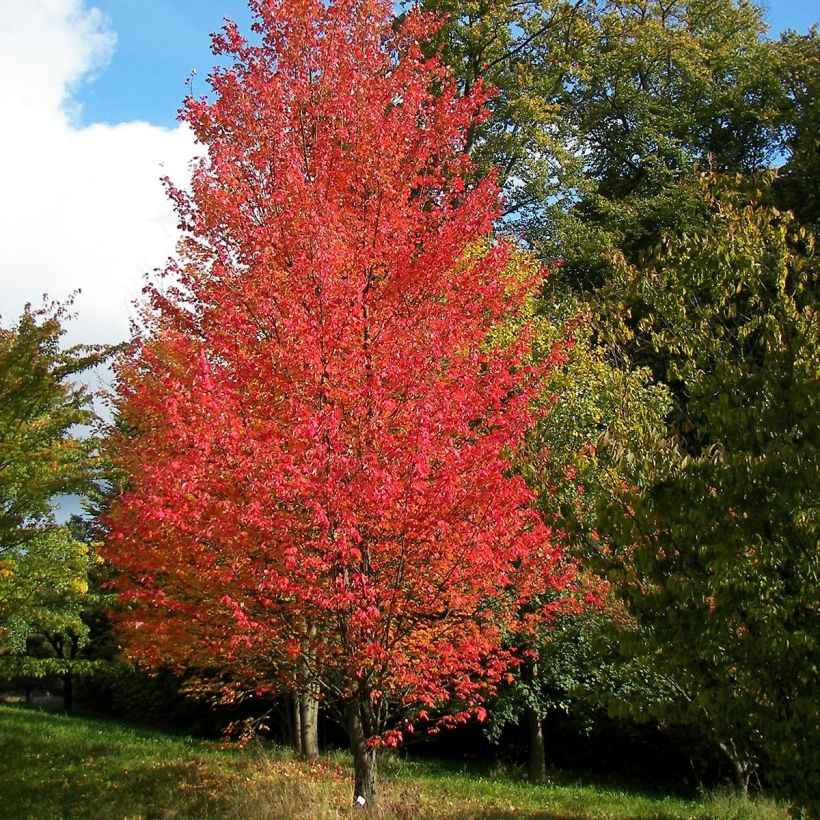 Rot-Ahorn Armstrong - Acer rubrum (Wuchs)
