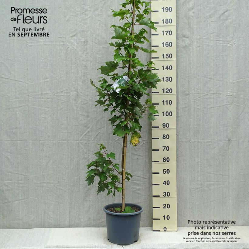 Exemplar von Rot-Ahorn Armstrong - Acer rubrum Topf mit 12L/15L, Stämmchen wie im Herbst geliefert