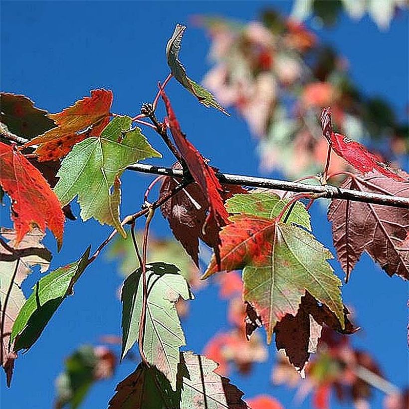 Rot-Ahorn Red Sunset - Acer rubrum (Foliage)