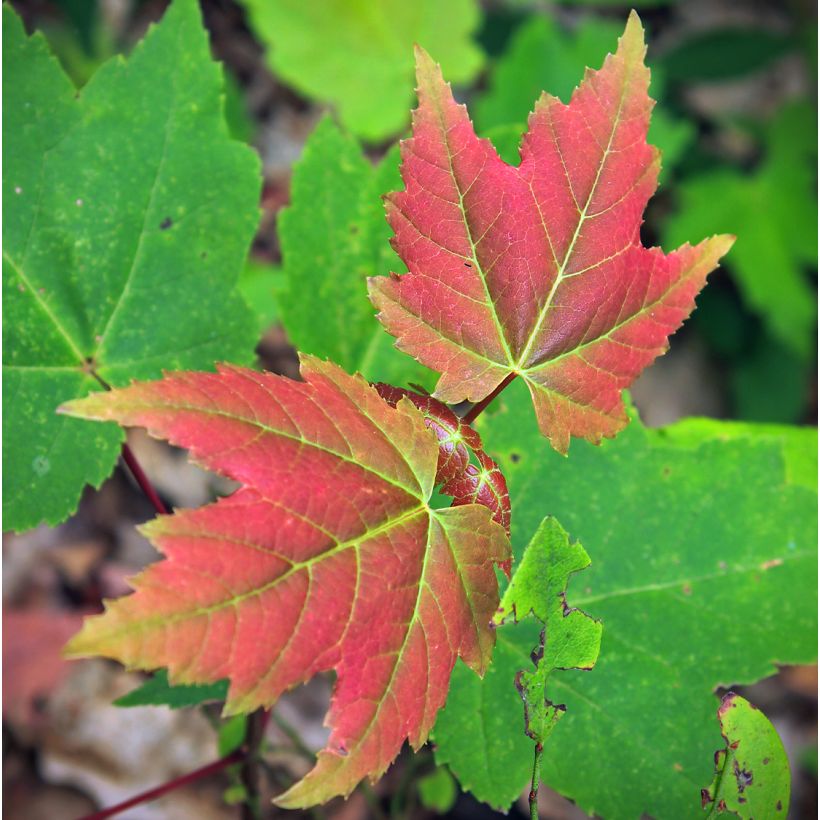 Rot-Ahorn Summer Red - Acer rubrum (Foliage)