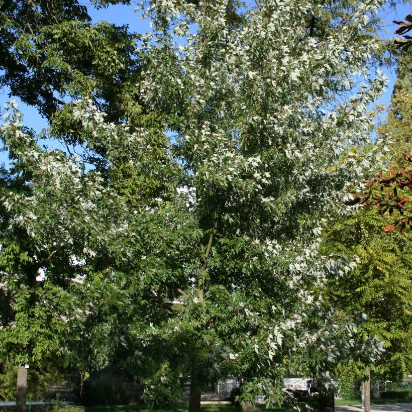 Silber-Ahorn Laciniatum Wieri - Acer saccharinum (Wuchs)