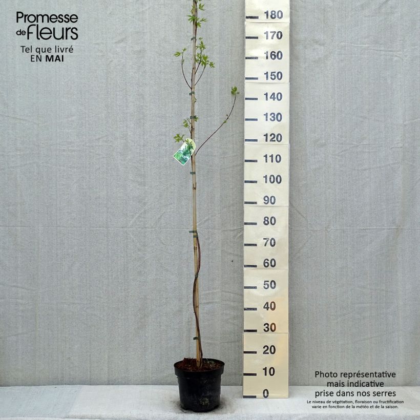 Exemplar von Silber-Ahorn Laciniatum Wieri - Acer saccharinum Topf mit 3L/4L wie im Frühjahr geliefert
