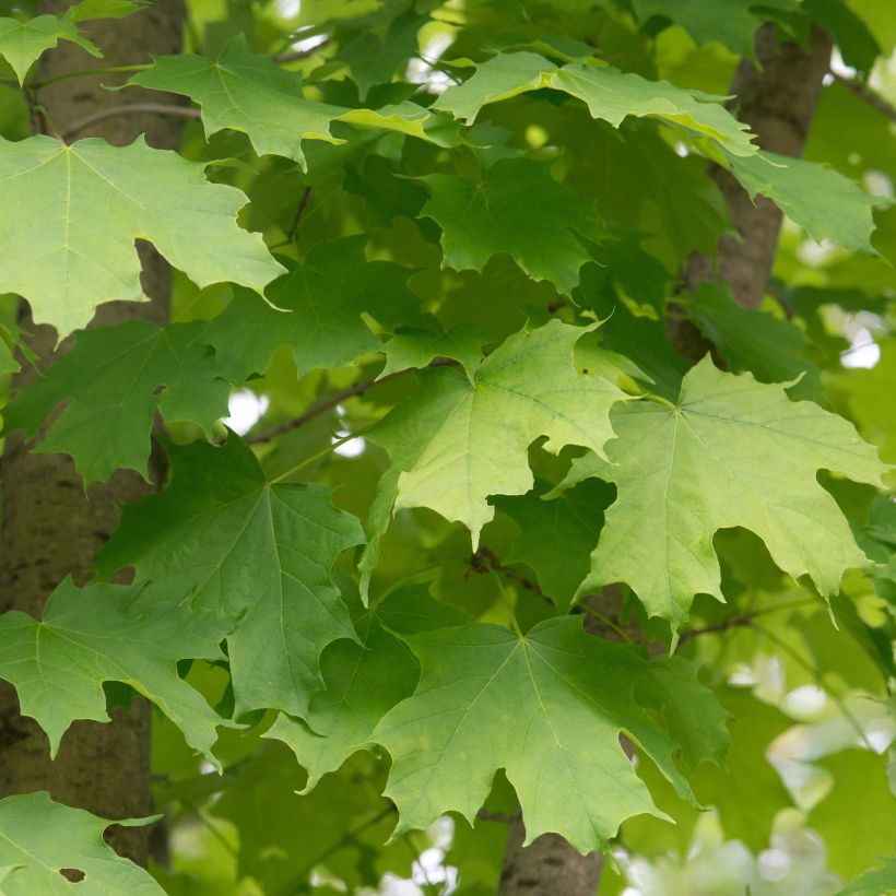 Echter Zucker-Ahorn - Acer saccharum (Foliage)