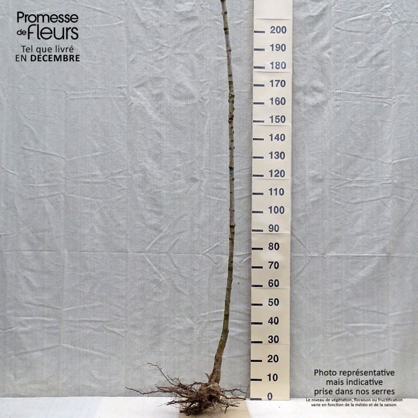 Example of Echter Zucker-Ahorn - Acer saccharum Wurzelnackt, Hochstamm as you get in hiver