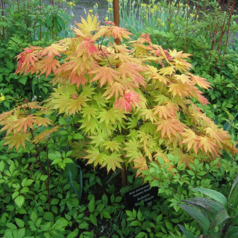 Japanischer Ahorn Autumn moon - Acer shirasawanum (Wuchs)