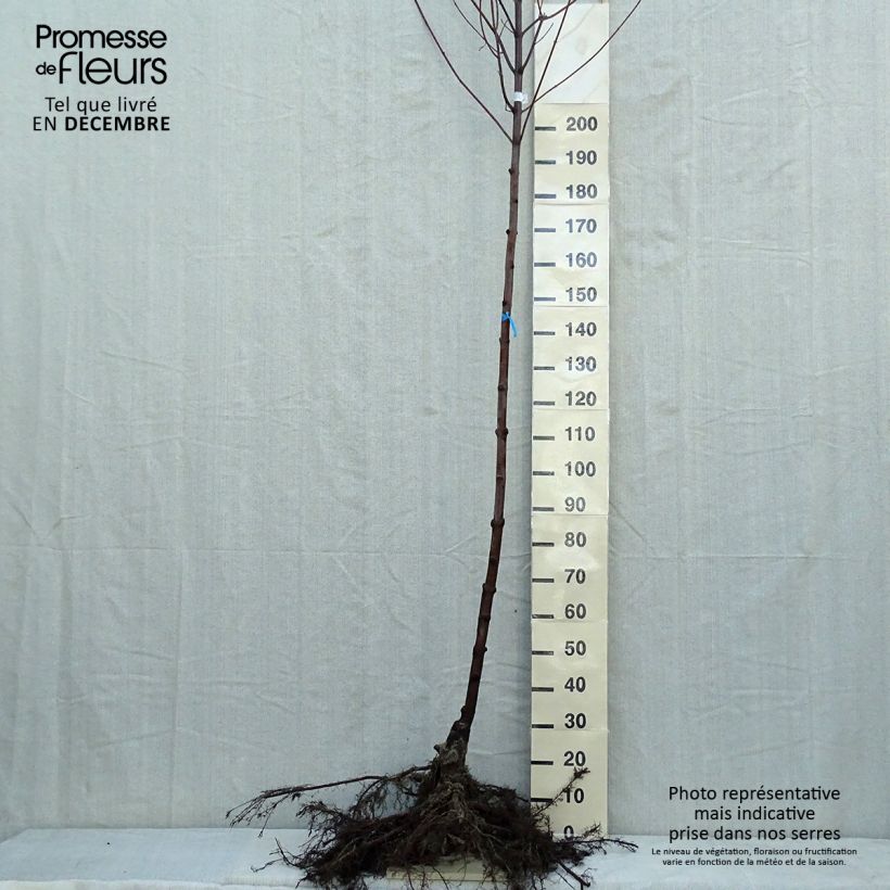 Example of Rot-Ahorn Autumn Blaze - Acer freemanii Wurzelnackt, Stamm as you get in hiver