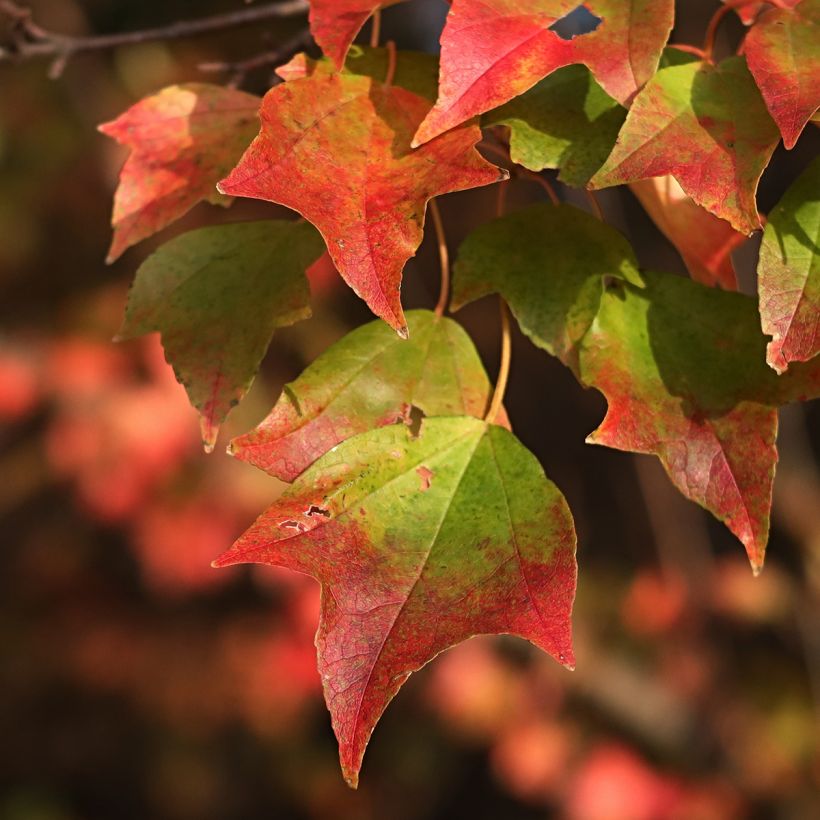 Dreispitz-Ahorn (samen) - Acer buergerianum (Laub)
