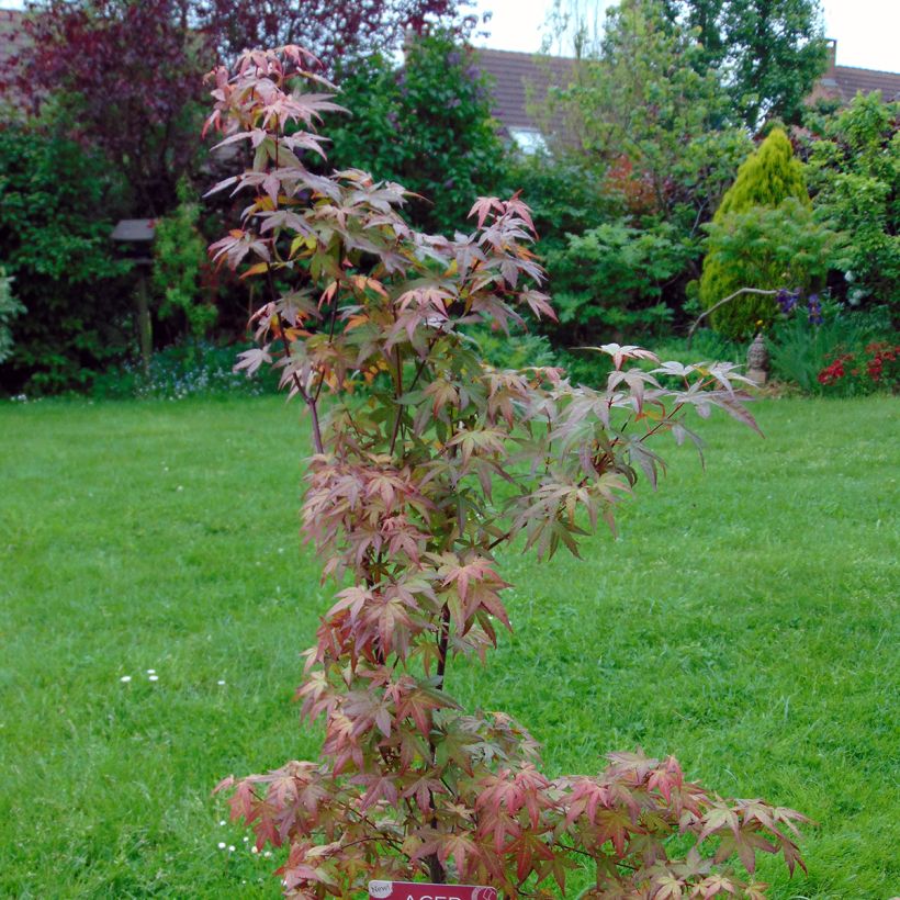 Fächerahorn Redwine - Acer palmatum (Plant habit)