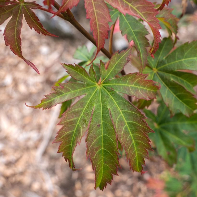 Ahorn North Wind - Acer pseudosieboldianum (Laub)