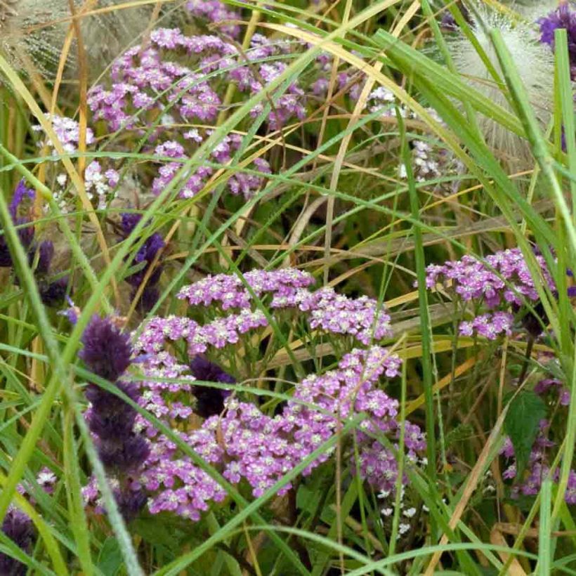 Achillea millefolium Chamois - Gemeine Schafgarbe (Wuchs)