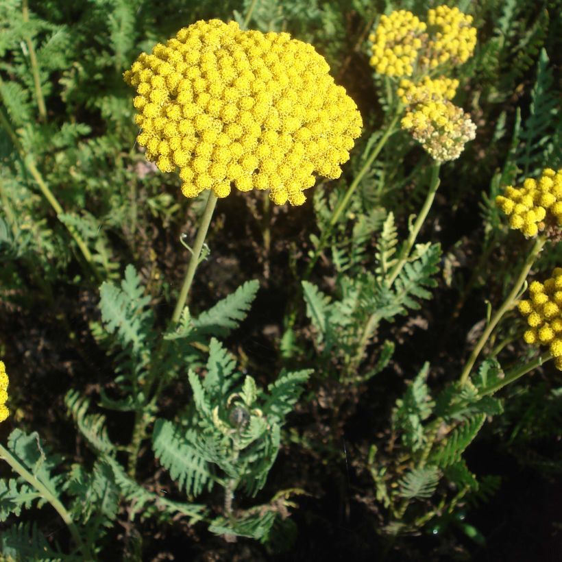 Achillea filipendulina Parker's Variety - Hohe Gelbe Schafgarbe (Plant habit)