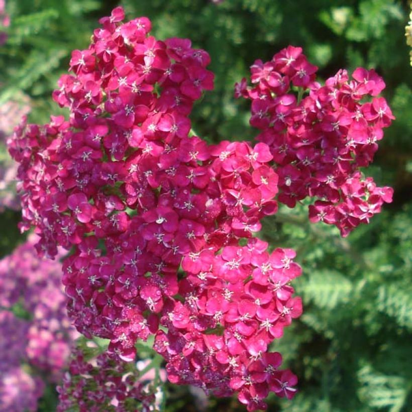 Achillea millefolium Saucy Seduction - Gemeine Schafgarbe (Flowering)