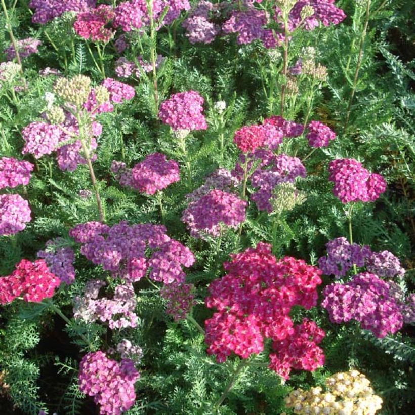 Achillea millefolium Saucy Seduction - Gemeine Schafgarbe (Plant habit)
