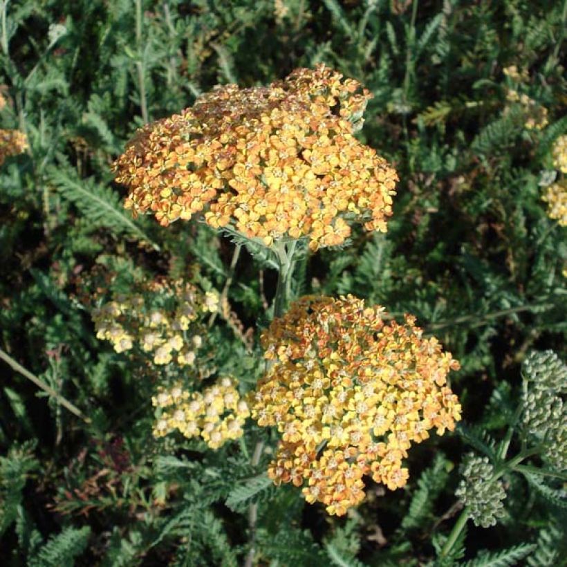 Achillea millefolium Summerwine - Gemeine Schafgarbe (Wuchs)