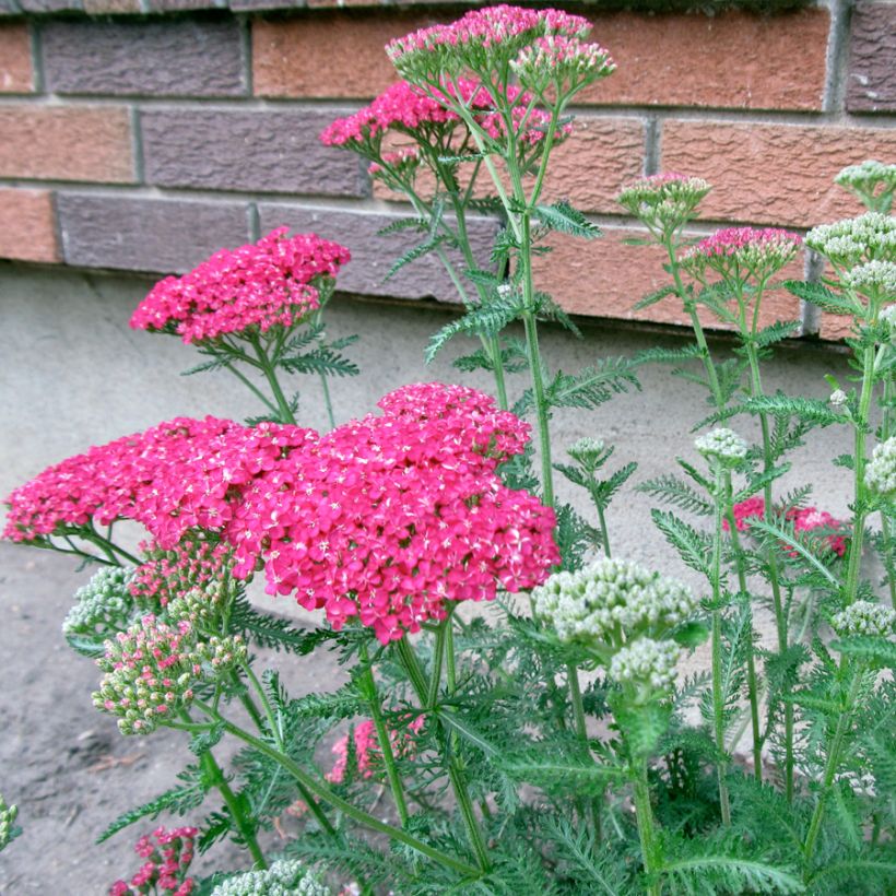 Achillea asplenifolia - Gewöhnliche Schafgarbe (Wuchs)