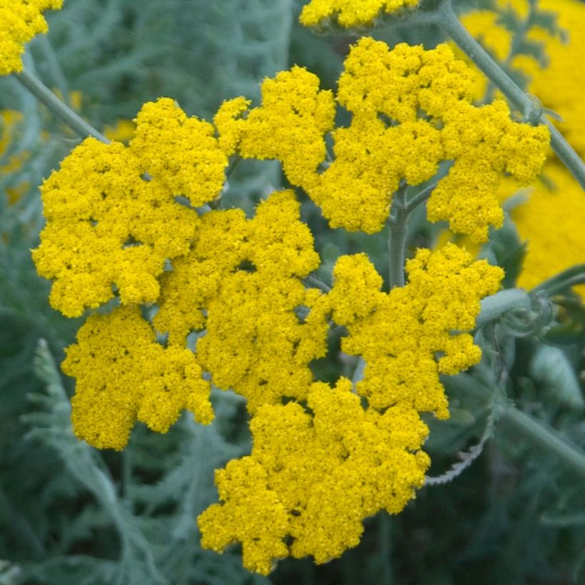 Achillea clypeolata - Goldquirl-Garbe (Blüte)