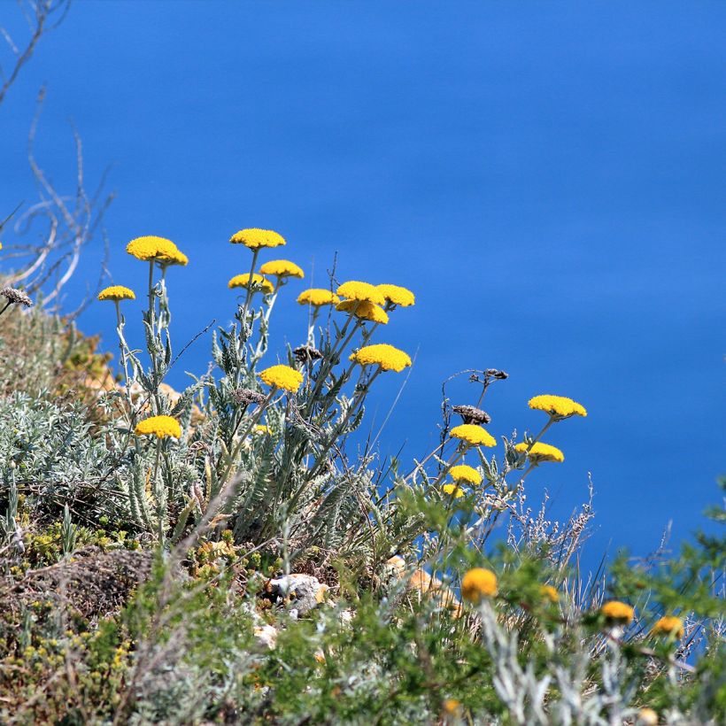 Achillea clypeolata - Goldquirl-Garbe (Wuchs)