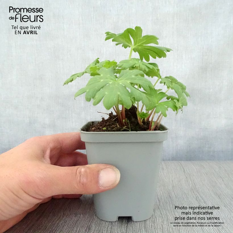 Example of Achillea Little Moonshine - Filzige Schafgarbe Kleine Töpfe von 8/9 cm as you get in printemps